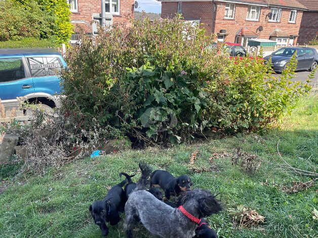 Ruff coated dachshund puppies for sale in Barnsley, South Yorkshire