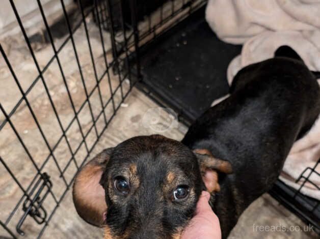 Dachshund Puppies for sale in Derbyshire