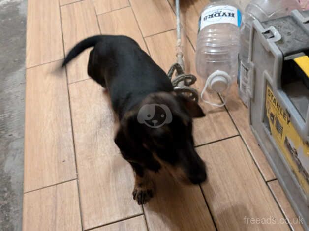 Dachshund Puppies for sale