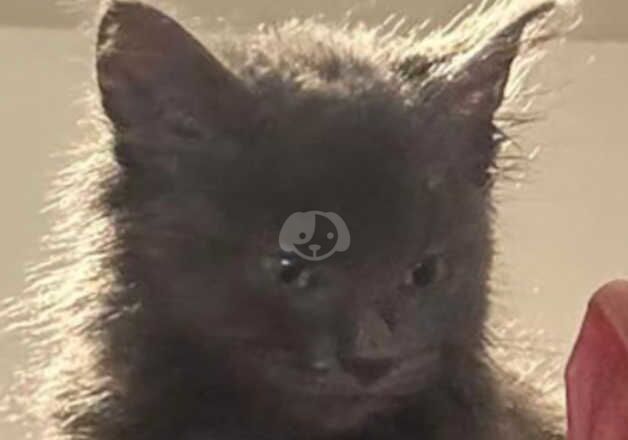 Russian blue Cross british long haired for sale in Congleton, Cheshire - Image 2