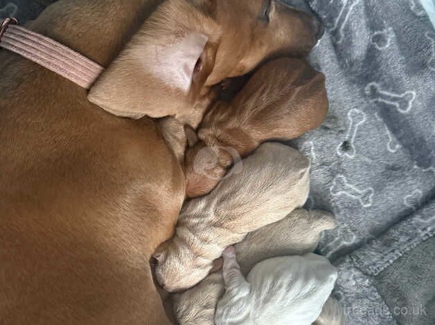 Sausage dog pups for sale in Blackpool, Lancashire