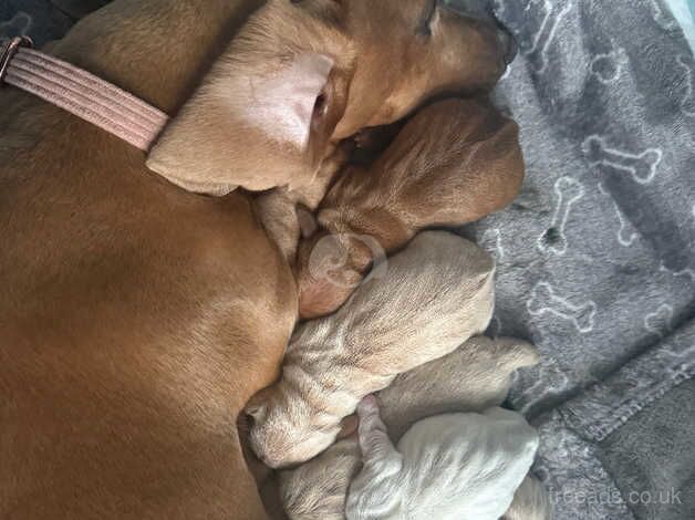 Sausage dog pups for sale in Blackpool, Lancashire - Image 2