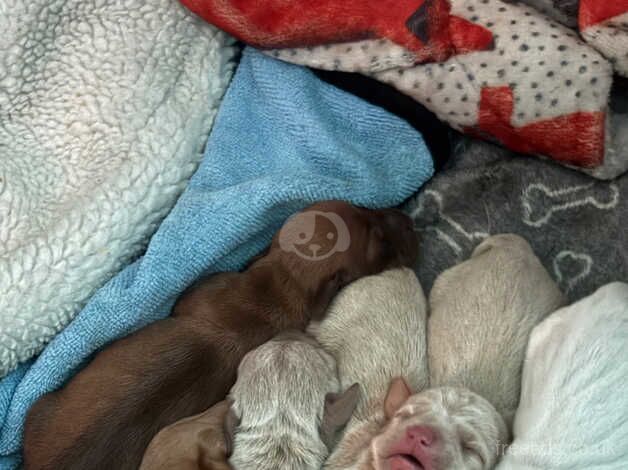 Sausage dog pups for sale in Blackpool, Lancashire - Image 3