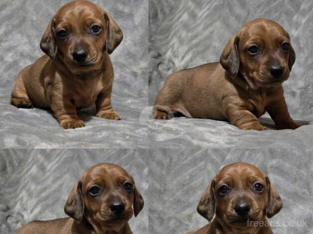 Sausage dogs (Dachshunds) for sale in Kirriemuir, Angus