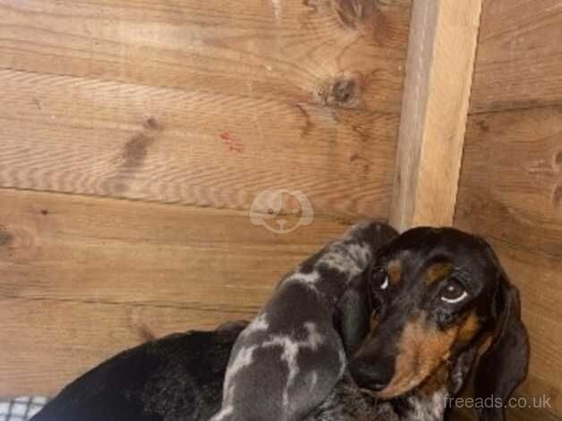 Sausage dogs for sale in Ebbw Vale/Glyn Ebwy, Blaenau Gwent