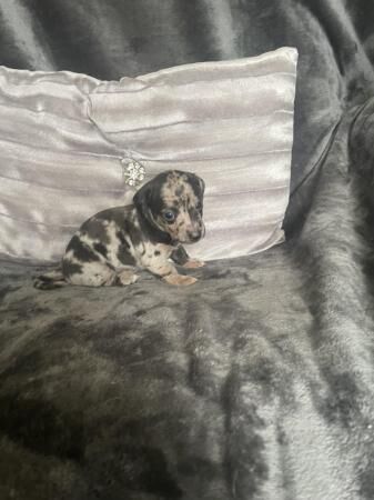 Sausage russells 3 male 1 silver dapple 1 jet black and 1 bl for sale in Rochdale, Greater Manchester