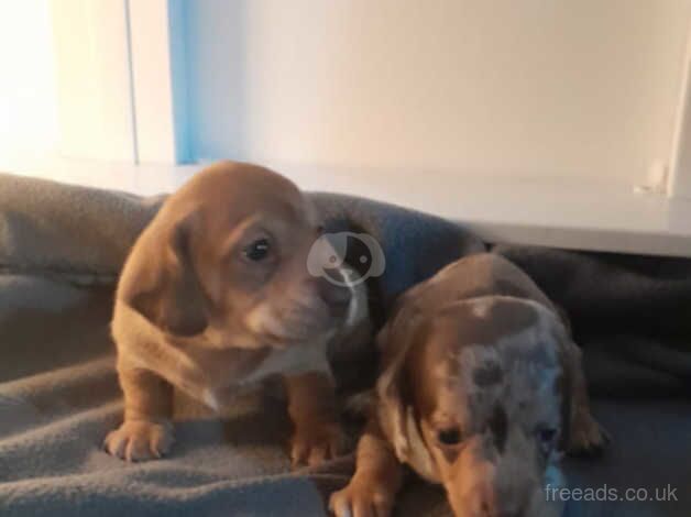 Dachshund Puppies for sale in Wrexham