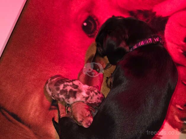 Dachshund Puppies for sale