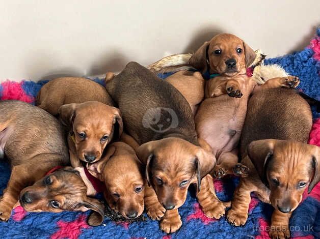 Shaded red min smooth dachshund boys - Anglesey for sale in Holyhead, Ynys Mn - Image 1