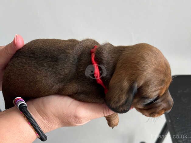 Dachshunds for sale in Holyhead, Ynys Mn