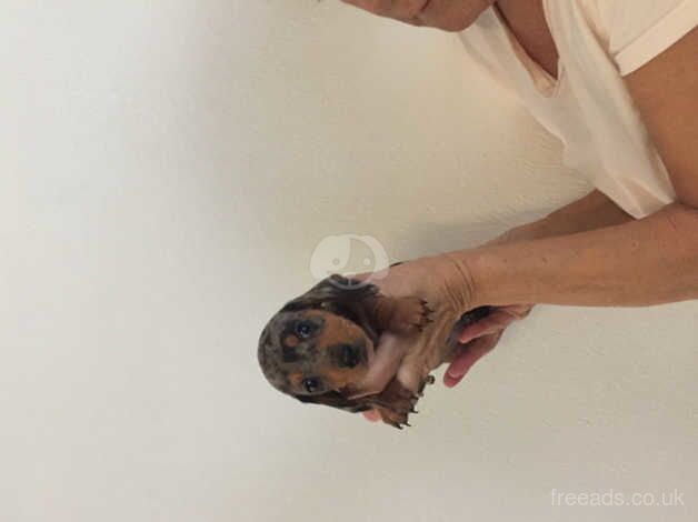 Short haired Dachshunds for sale in Richmond upon Thames, London