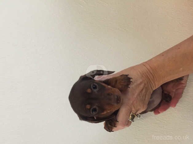 Short haired Dachshunds for sale in Richmond upon Thames, London - Image 2