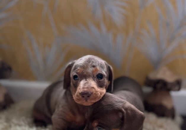 Short haired miniature dachshund puppies for sale in Southampton, Hampshire