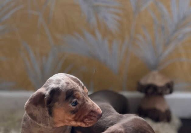 Short haired miniature dachshund puppies for sale in Southampton, Hampshire - Image 2