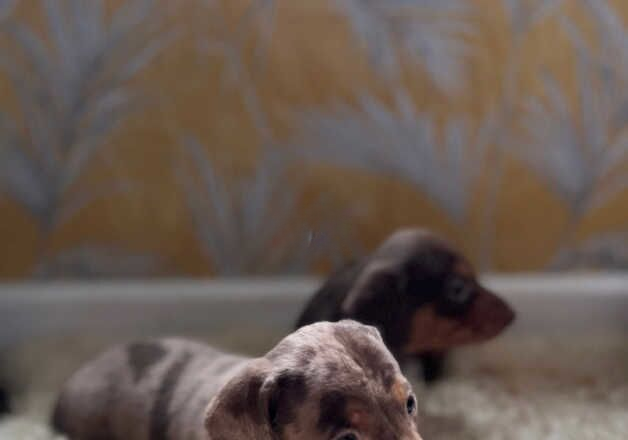 Short haired miniature dachshund puppies for sale in Southampton, Hampshire - Image 3