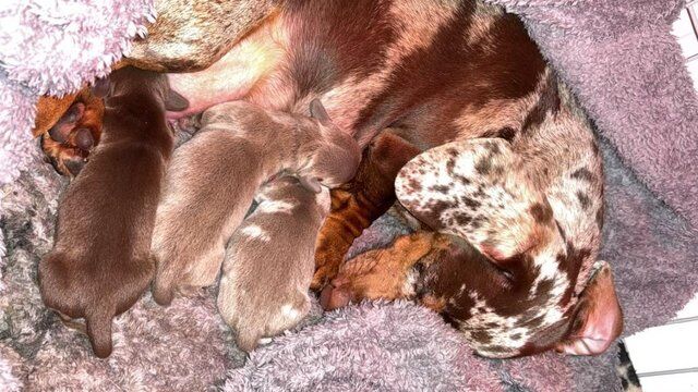 Shorthaired miniature dachshund puppies 1 boy 1 girl for sale in New England, Somerset