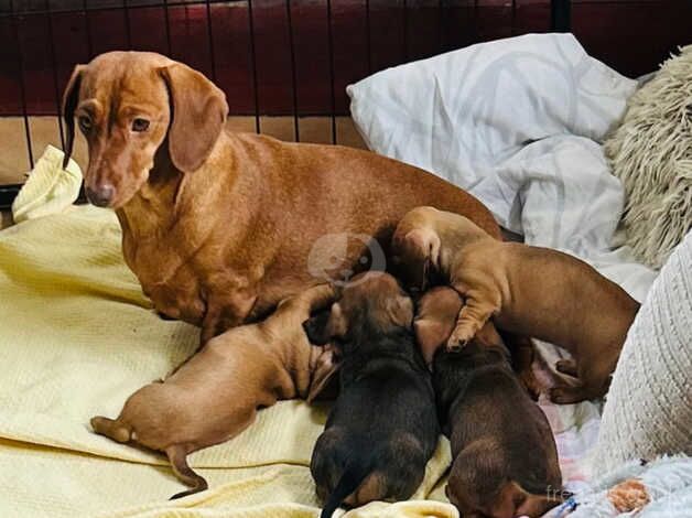 Six week old mini dachshund pups for sale in Bridgend, Ceredigion