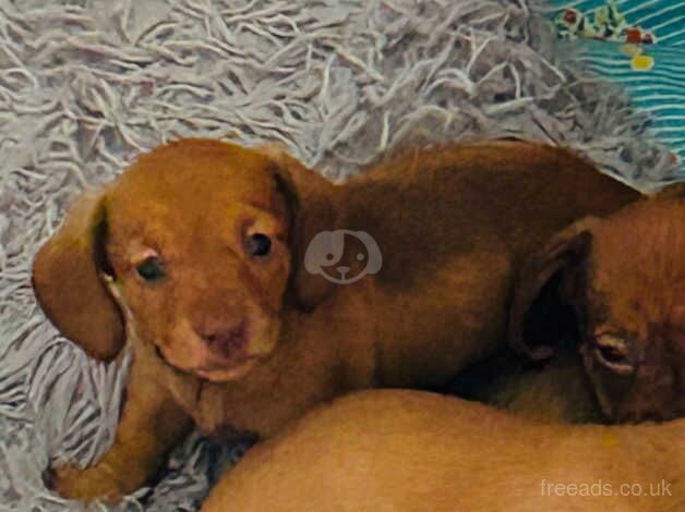 Dachshunds for sale in Bridgend, Ceredigion