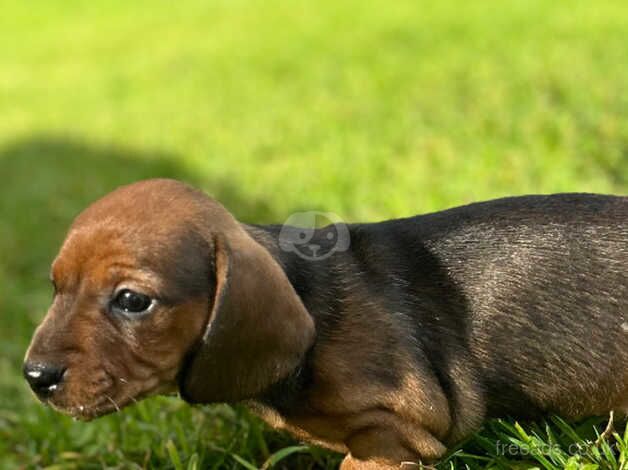 Dachshund Puppies for sale in Ceredigion