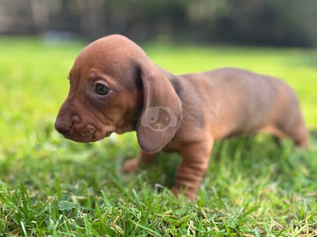 Dachshund Puppies for sale