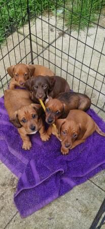 Smooth dachshund puppies ** READY TO LEAVE** for sale in Bury St Edmunds, Suffolk