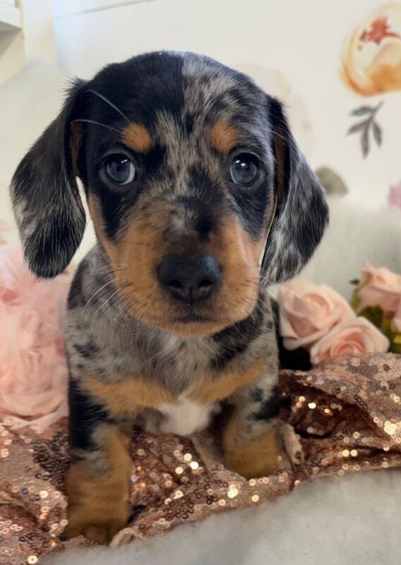 Smooth hair dachshunds for sale in Outwell Norfolk 