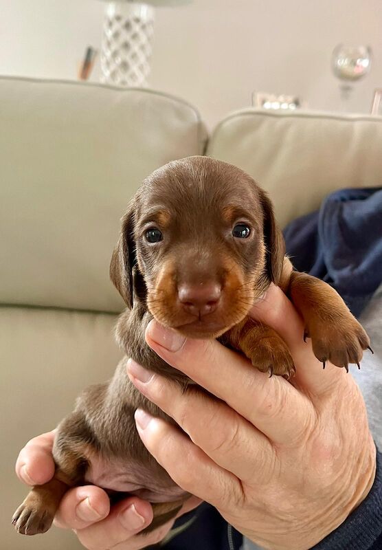 Smooth Haired Chocolate and Tan Miniature Dachshund. for sale in Nottingham, Nottinghamshire - Image 1