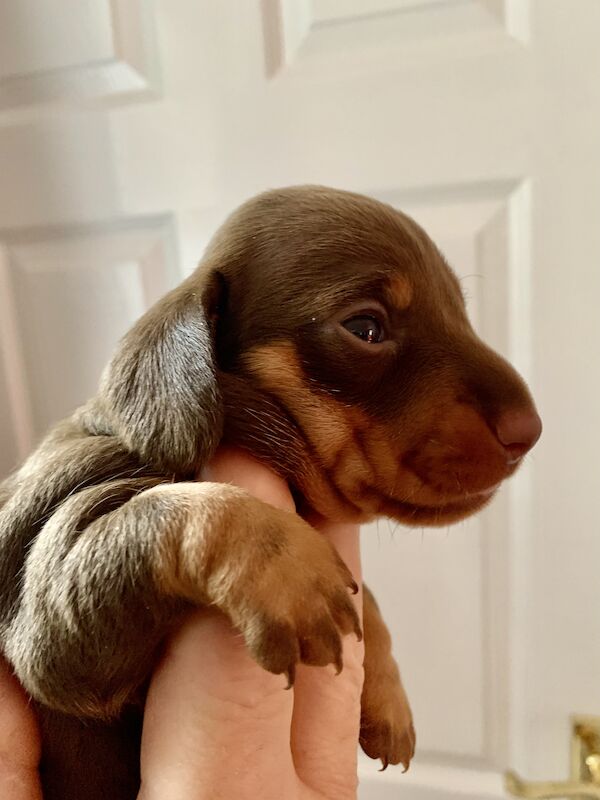 Smooth Haired Chocolate and Tan Miniature Dachshund. for sale in Nottingham, Nottinghamshire - Image 2