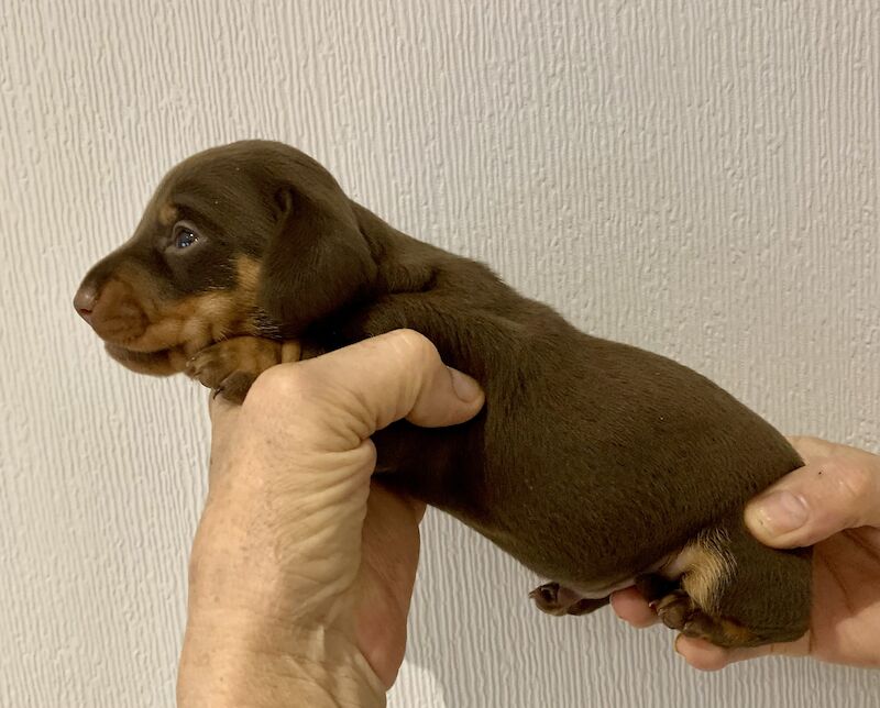 Smooth Haired Chocolate and Tan Miniature Dachshund. for sale in Nottingham, Nottinghamshire - Image 3