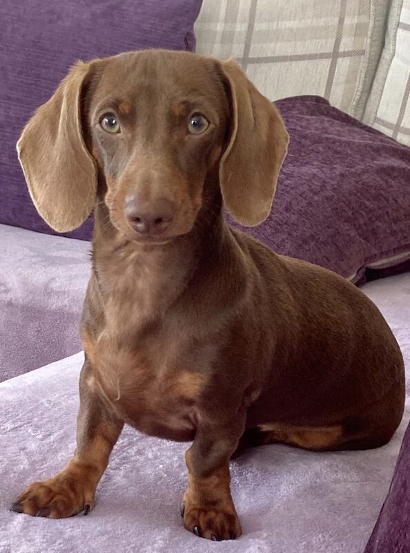 Smooth Haired Chocolate and Tan Miniature Dachshund. for sale in Nottingham, Nottinghamshire - Image 5