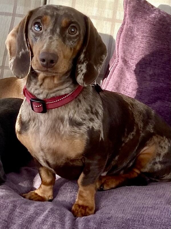 Smooth Haired Chocolate and Tan Miniature Dachshund. for sale in Nottingham, Nottinghamshire - Image 6