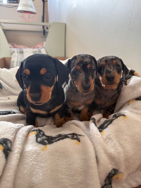 Smooth Haired Miniature Dachshund Puppies for sale in Dungannon, County Tyrone