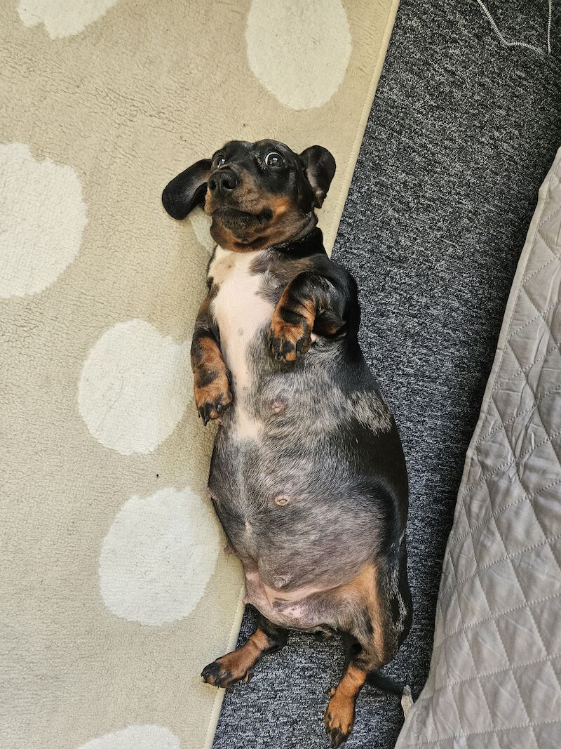 BOY Black and Tan Miniature Dachshund for sale in Southampton, Hampshire - Image 6