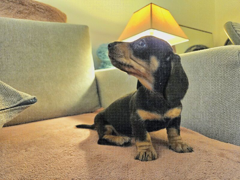 BOY Black and Tan Miniature Dachshund for sale in Southampton, Hampshire - Image 4