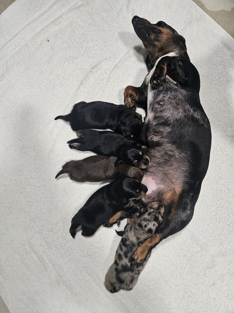 BOY Black and Tan Miniature Dachshund for sale in Southampton, Hampshire - Image 8