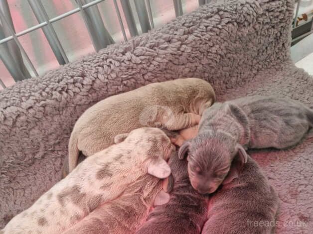 Smooth miniature dachshund pups for sale in Stourbridge, West Midlands - Image 1