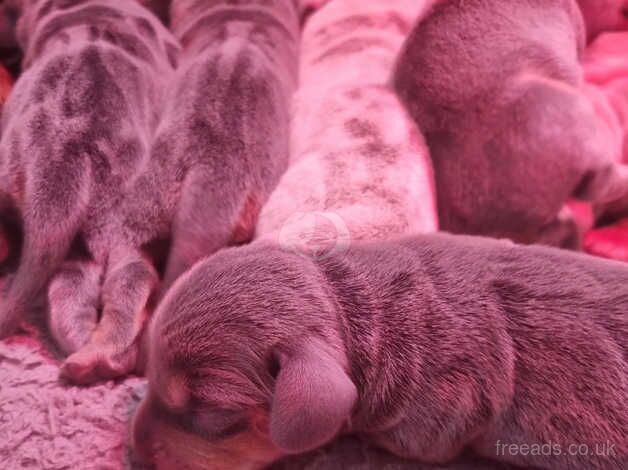 Smooth miniature dachshund pups for sale in Stourbridge, West Midlands - Image 2