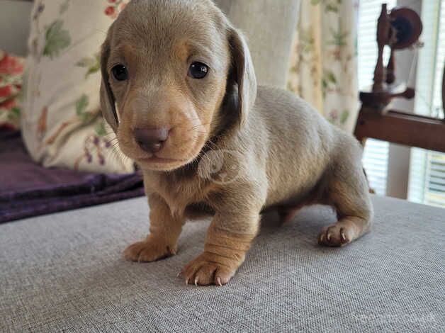 Smooth miniature dachshunds for sale in Dalbeattie, Dumfries and Galloway - Image 2