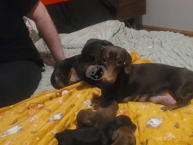 SMOOTH MINIATURE DASCHUND FOUR LEFT GOING FAST for sale in Scarborough, North Yorkshire