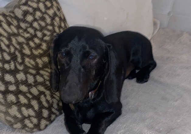 Solid black boy dachshund for sale in Tilbury, Essex