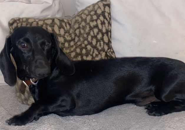 Solid black boy dachshund for sale in Tilbury, Essex - Image 2