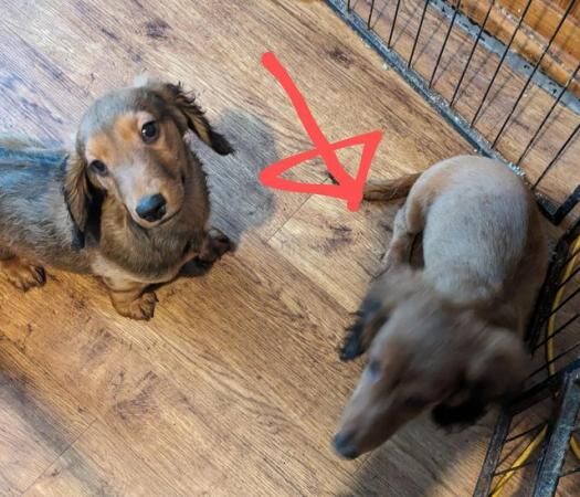 Special Long haired Standard Dachshund Bitch for sale in Acaster Selby, North Yorkshire - Image 3