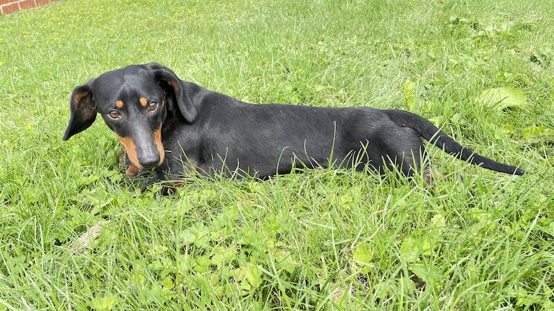 Adult Dachshund Dogs For Sale