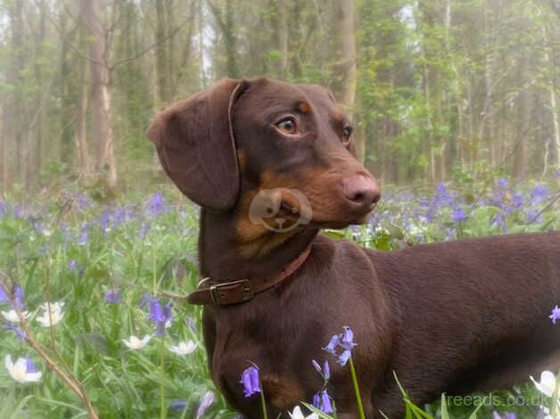 Standard Dachshound for sale in York, North Yorkshire