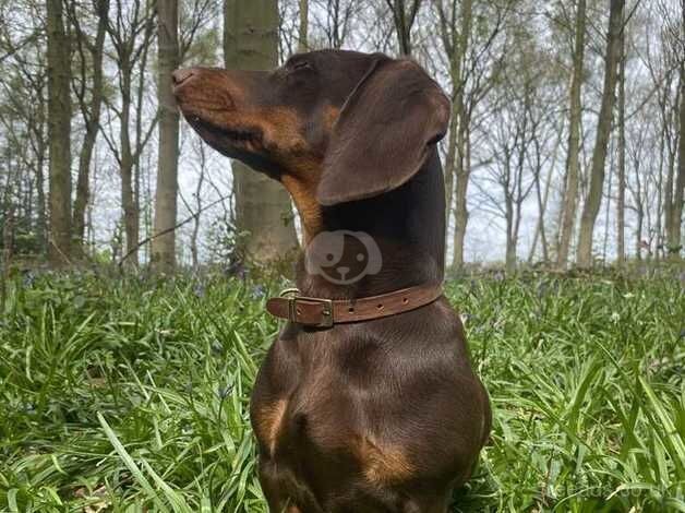 Standard Dachshound for sale in York, North Yorkshire - Image 2