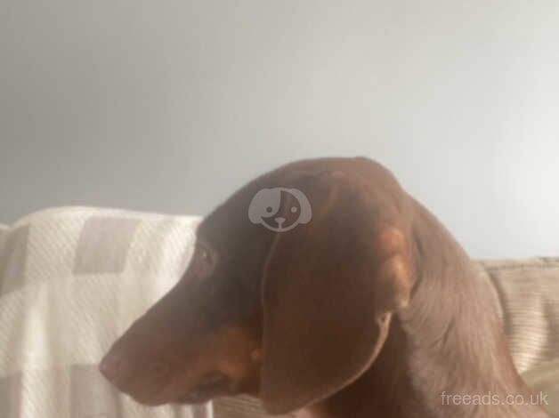 Standard Dachshound for sale in York, North Yorkshire - Image 3