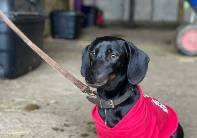 Standard dachshund for sale in Tredegar, Blaenau Gwent