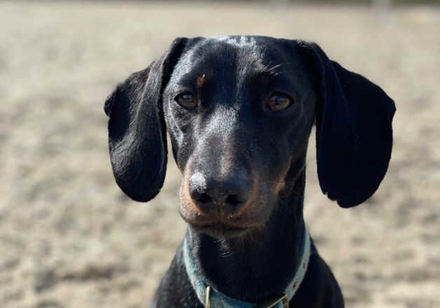 Standard dachshund for sale in Tredegar, Blaenau Gwent - Image 3