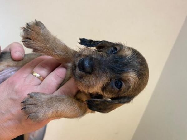 Standard Dachshund TECKEL wirehaired puppies KC for sale in Newbury, Berkshire - Image 1