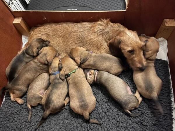 Standard Dachshund TECKEL wirehaired puppies KC for sale in Newbury, Berkshire - Image 2